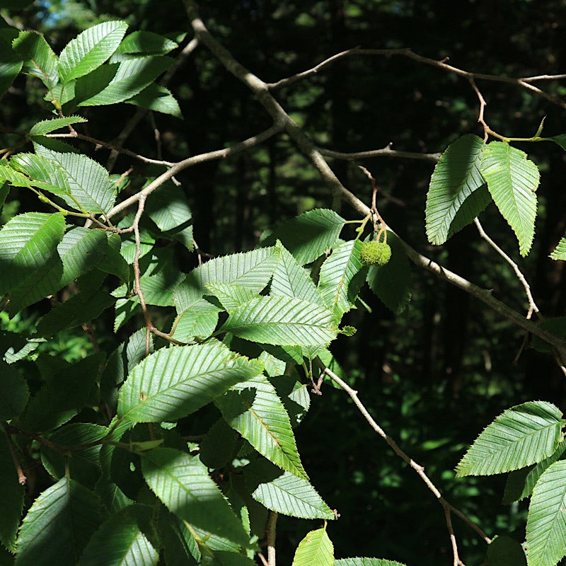 CHAORAS スポーツてぬぐい (ブナ＆ミズナラ)